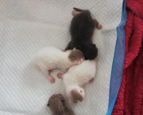 猫咪怀孕了没有食欲（掌握猫咪怀孕的征兆）
