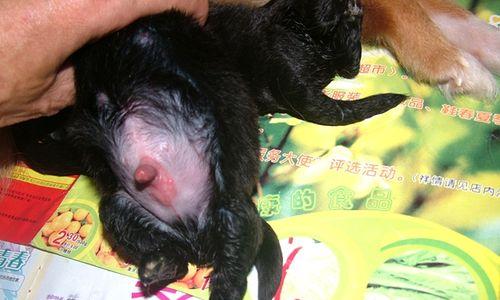 猫咪怀孕乳头不大的原因和解决方法（宠物猫咪怀孕期间乳头大小不均匀该如何应对）