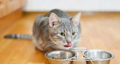 猫咪怀孕期生病不吃饭，该怎么办（宠物护理知识）