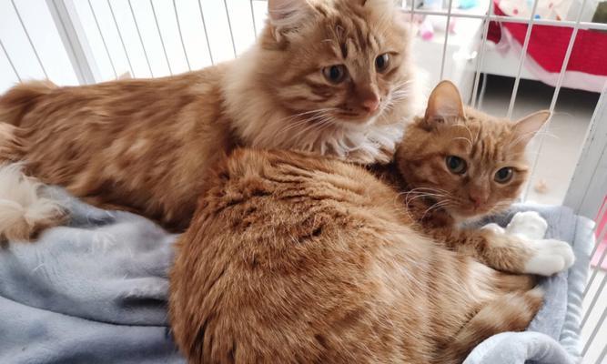 猫咪怀孕必备的营养食品（以宠物为主）