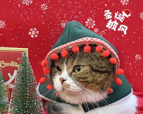 宠物猫咪怀孕的处理方法（从受孕到分娩）