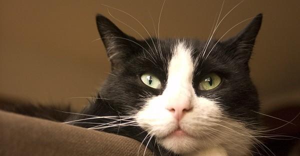 猫咪缓慢的半眨眼（探究猫咪缓慢半眨眼的含义与作用）
