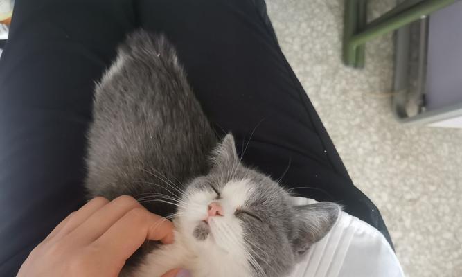 猫咪换了新环境后呕吐的原因及应对方法（探究猫咪换环境导致呕吐的原因）
