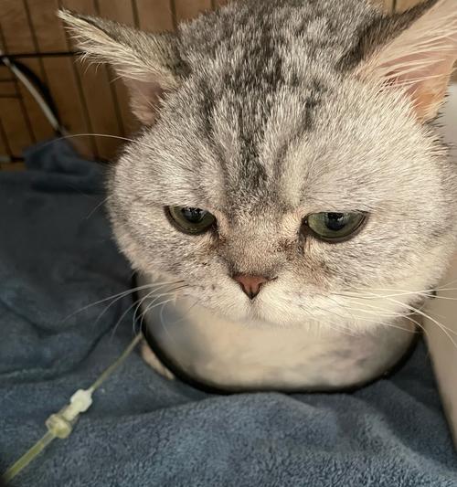 猫咪换了新环境后呕吐的原因及应对方法（探究猫咪换环境导致呕吐的原因）