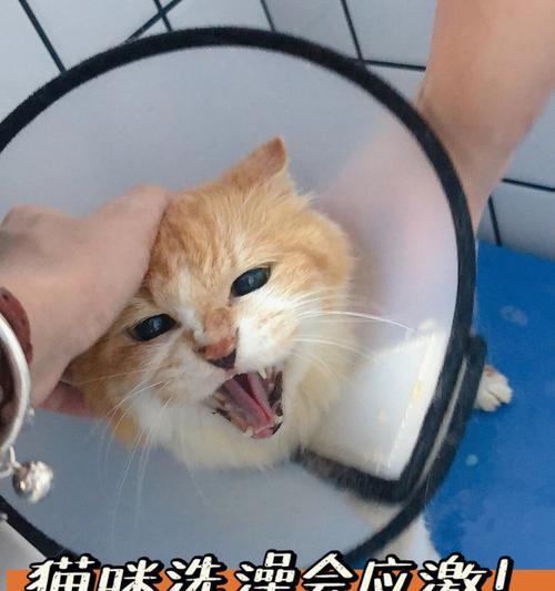 猫咪换毛全攻略（洗澡）