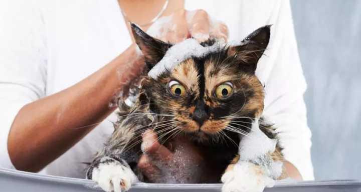 猫咪换毛的时间表（了解换毛周期）