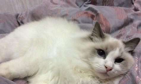 猫咪换毛的时间表（了解换毛周期）