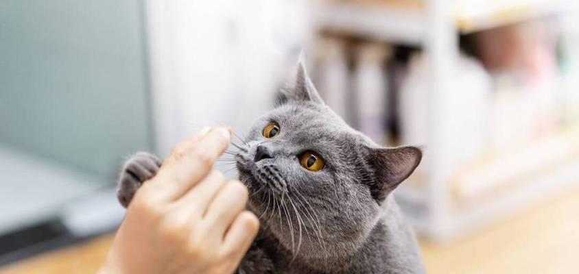 猫咪换牙咬人解决方法（宠物牙齿生长变化与训练技巧）