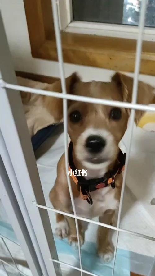 猫咪换牙咬人解决方法（宠物牙齿生长变化与训练技巧）