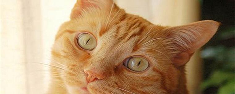 猫咪黄白眼睛，你知道为什么吗（探究黄白眼的成因及对猫咪健康的影响）