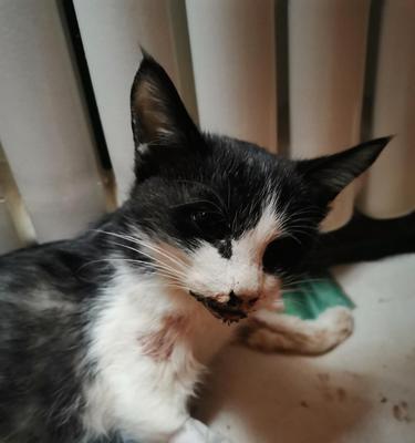 揭秘猫咪黄水的真相（宠物饮食中的重要注意事项）