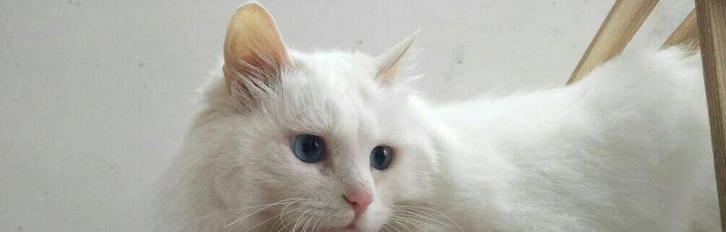 探秘猫咪黄眼睛中绿色的奥秘（揭开猫咪眼睛背后的神秘面纱）