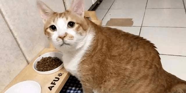 猫咪黄疸症状详解（了解猫咪黄疸）