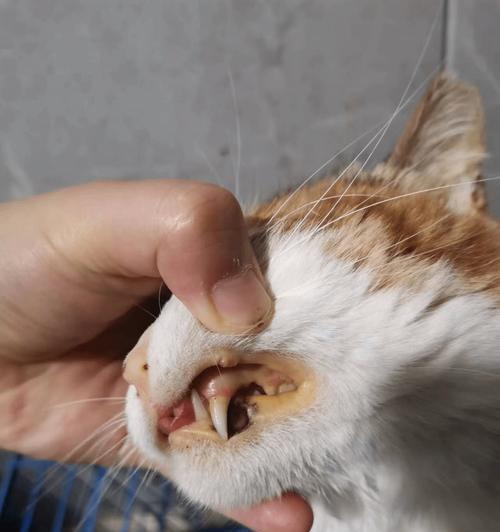 探究猫咪黄疸验血报告的意义和治疗方法（以宠物为主的黄疸病情分析与应对措施）
