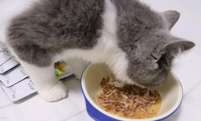 猫咪会不会吃撑（探究猫咪的饮食习惯和健康问题）