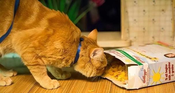 猫咪会不会吃撑（探究猫咪的饮食习惯和健康问题）