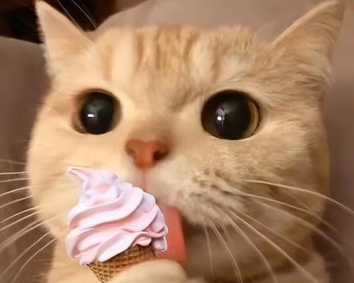 猫咪是否适合食用芒果（探究芒果对猫咪的影响）