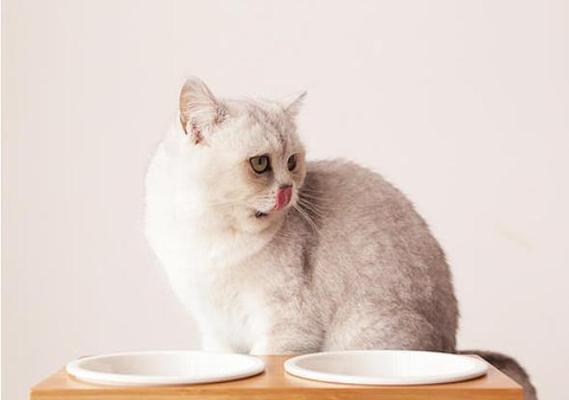 你的宠物猫会不会吃食物（探讨猫咪饮食习惯和偏好）