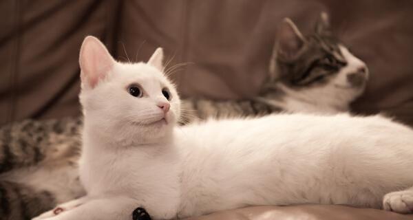 猫咪是否能自己用猫砂解决大小便问题（探究猫咪在使用猫砂方面的行为和习惯）