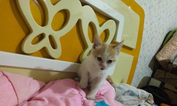 真相揭秘，猫咪是否会攻击新生儿（真相揭秘）