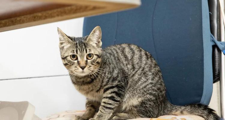 猫咪能吃生猪肉吗？剖析喵星人的饮食习惯
