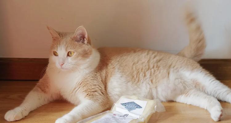 猫咪能吃生猪肉吗？剖析喵星人的饮食习惯
