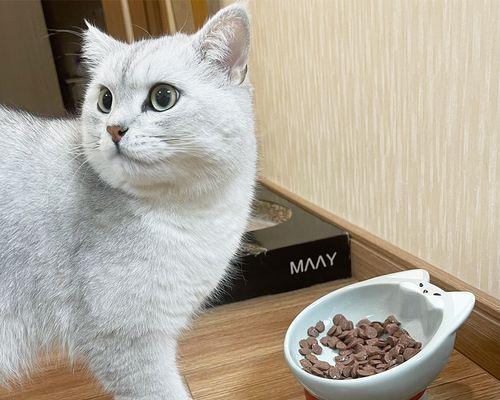 猫咪传染人类吗（了解猫咪传染性及预防措施）