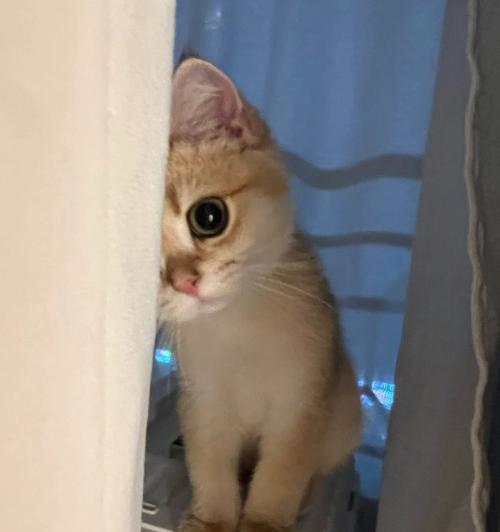 猫咪能否安全从阳台跳下来（宠物爱好者必读的阳台防护指南）