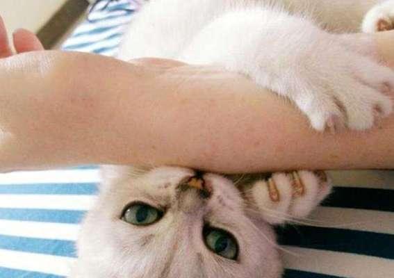 猫咪是否会记得主人（揭秘猫咪的神奇记忆力和情感认知）