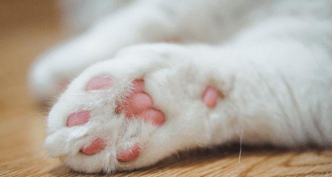 猫咪收爪子的奥秘（探寻猫咪收爪子的原因与方法）