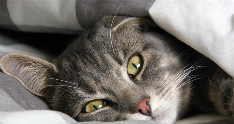 宠物猫咪能否提醒主人睡觉？