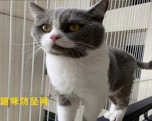 猫咪跳阳台的魅力（探寻猫咪跳跃技能的奥秘）