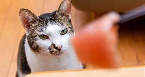 猫咪是否会引起哮喘（探究宠物猫与哮喘之间的关系）