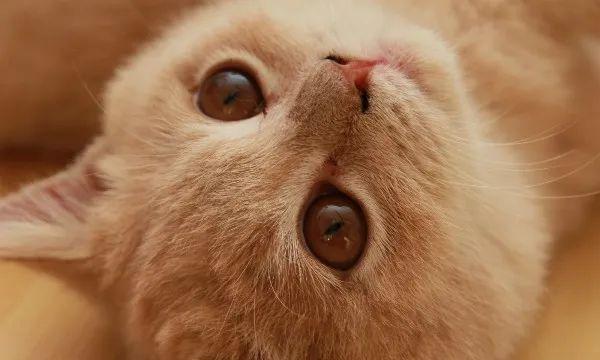 宠物猫会知道犯错吗（猫咪是否具备错与不错的概念及相关行为表现）