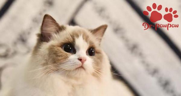 探索宠物健康新领域——猫咪基因检测治疗（以猫咪基因为指南）