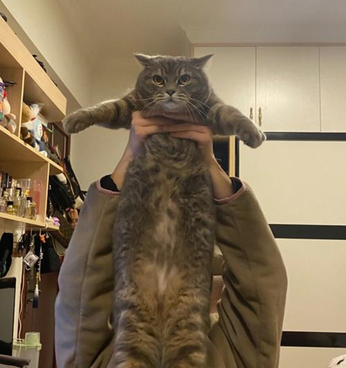猫咪肌酐177正常吗（了解宠物肾功能和肌酐含量的重要性）