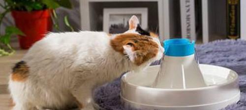 如何治疗宠物猫急性肠胃炎（宠物猫急性肠胃炎的症状）