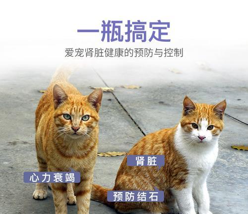 如何治疗宠物猫急性肠胃炎（宠物猫急性肠胃炎的症状）