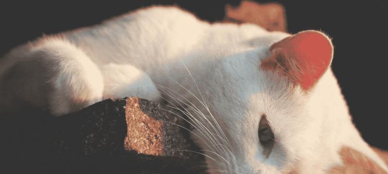 如何治疗宠物猫急性肠胃炎（宠物猫急性肠胃炎的症状）