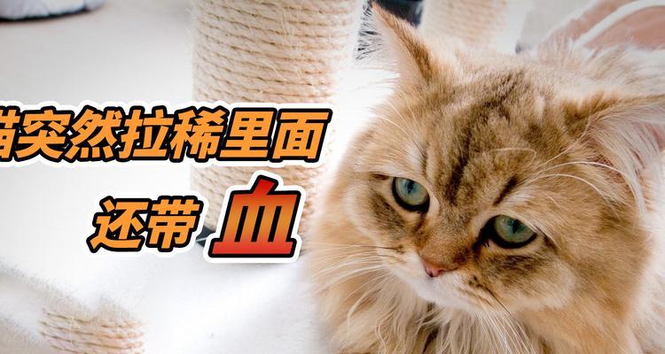 如何应对宠物猫急性拉稀血丝（从饮食、生活习惯到就诊建议）
