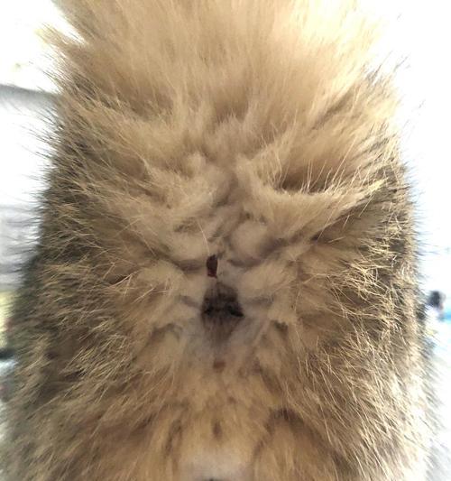 如何应对宠物猫急性拉稀血丝（从饮食、生活习惯到就诊建议）