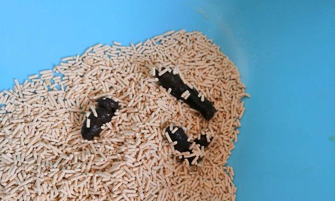 如何应对宠物猫急性拉稀血丝（从饮食、生活习惯到就诊建议）