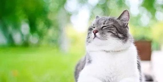 宠物猫咪的中暑问题（如何预防和处理宠物猫咪中暑）