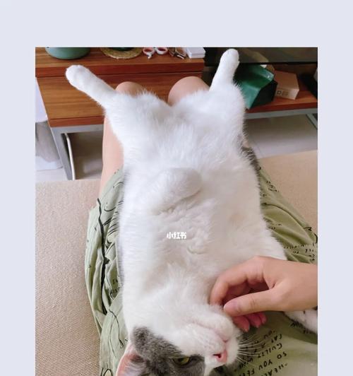 小猫咪的粘人本性（了解猫咪为什么总是跟着你）