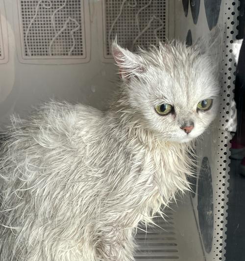 宠物猫咪几个月不用洗澡也健康