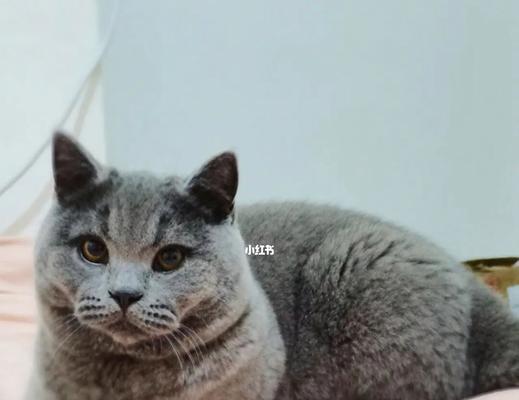 猫咪的食量稳定不变的原因（探究猫咪食量稳定的秘密）