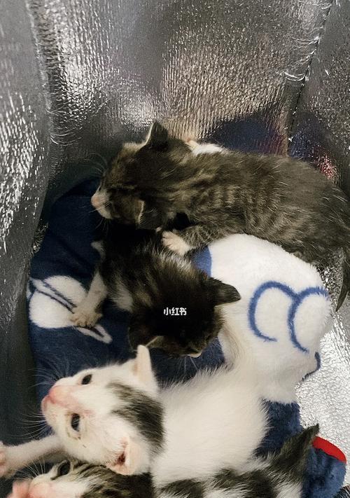 猫咪的食量稳定不变的原因（探究猫咪食量稳定的秘密）