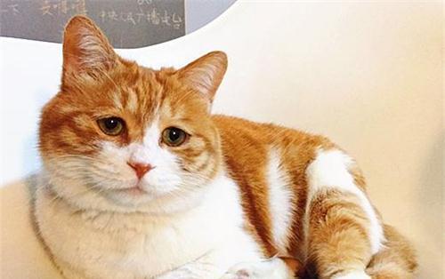 猫咪几个月会叫春（探究猫咪叫春的原因及解决方法）
