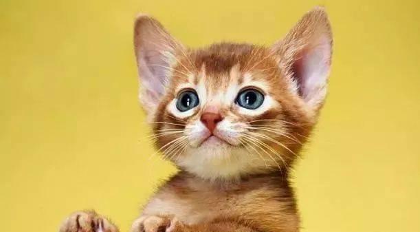 猫咪几个月会叫春（探究猫咪叫春的原因及解决方法）