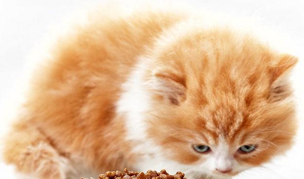 猫咪食成猫粮的时间和注意事项（宠物猫咪的饮食问题）